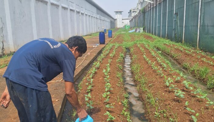 Tetap Produktif di Musim Hujan, Warga Binaan Lapas Cipinang Intensifkan Program Ketahanan Pangan