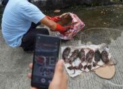 Teror Berlanjut: Setelah Kepala Babi, Redaksi Tempo Dikirimi Bangkai Tikus