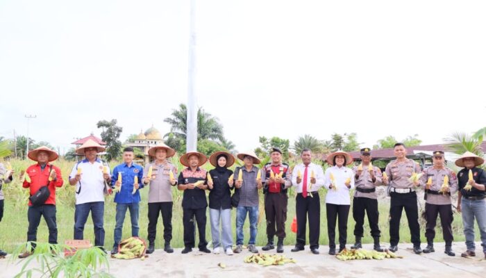 Wujud Sinergi Polisi: Kapolres Barsel Panen Jagung Bersama Wartawan