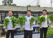 Rutan Kelas IIB Buntok Panen Sayur Mayur, Bukti Komitmen Dukung Ketahanan Pangan