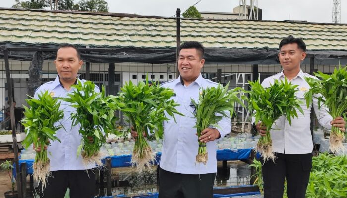 Rutan Kelas IIB Buntok Panen Sayur Mayur, Bukti Komitmen Dukung Ketahanan Pangan