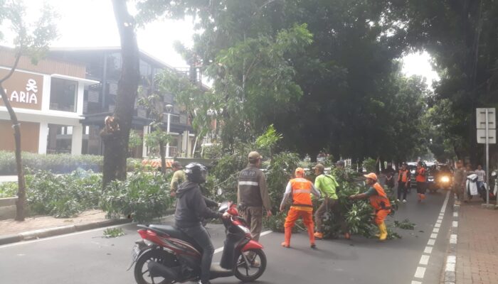 Tindak lanjuti Keluhan Warga,  Dinas Pertamanan Dan Hutan Kota Pangkas pohon Rindang