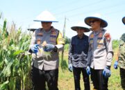 Kapolres Bekasi Kota Pimpin Panen Raya Jagung di Jatiasih