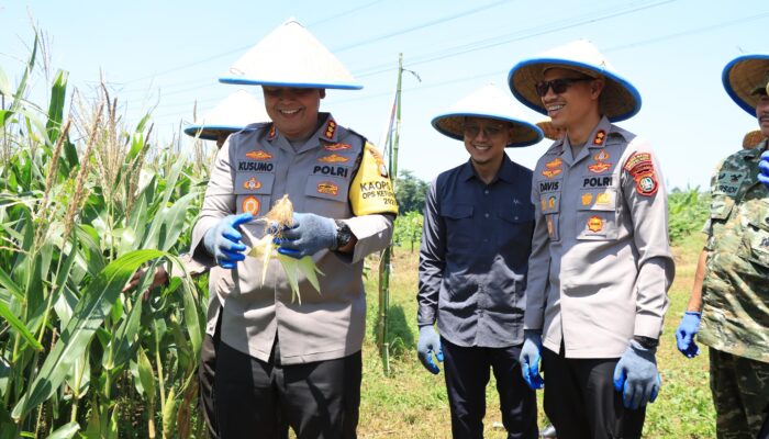 Kapolres Bekasi Kota Pimpin Panen Raya Jagung di Jatiasih