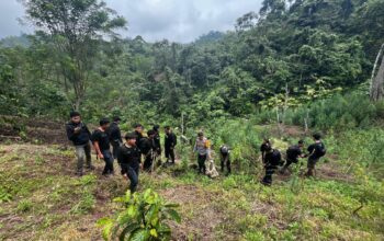 Operasi Gabungan Polda Sumsel Bongkar Ladang Ganja 20 Hektar di Empat Lawang, 220 Kg Ganja dan Bandar Utama Ditangkap