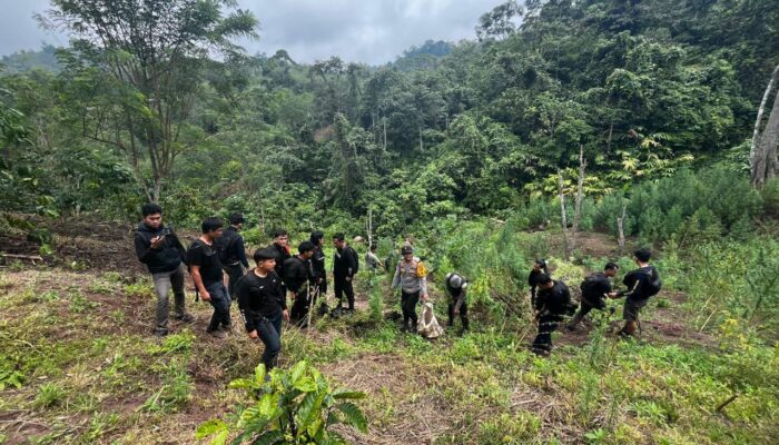 Operasi Gabungan Polda Sumsel Bongkar Ladang Ganja 20 Hektar di Empat Lawang, 220 Kg Ganja dan Bandar Utama Ditangkap