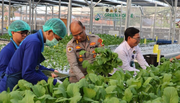Greenhouse SPPG Palmerah Panen Sawi dan Nila untuk Menu Bergizi 2.529 Penerima Manfaat